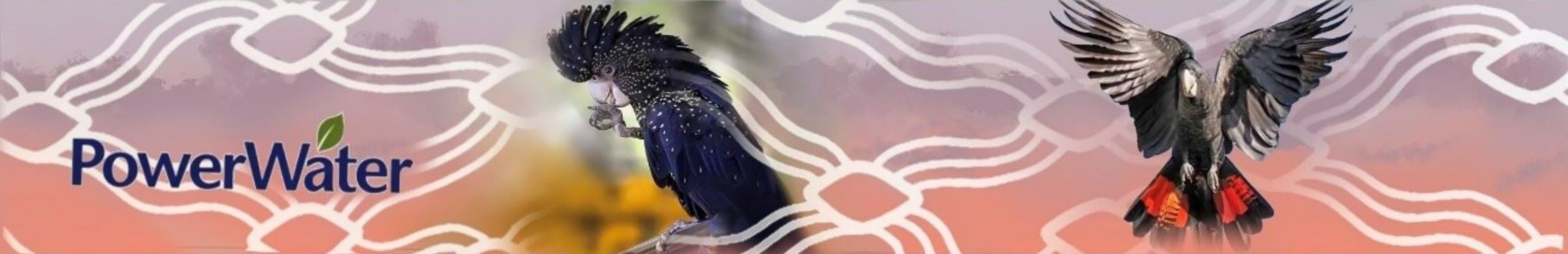 An aboriginal artwork featuring two black cockatoos set against a soft gradient background of pink, orange, and purple hues. The cockatoo on the left is perched, with its beak slightly open, showcasing a majestic black crest and speckled feathers. The cockatoo on the right is depicted in flight with its wings spread wide, revealing vibrant red patches under its tail feathers. The background includes white, abstract, interconnected patterns that add a sense of movement and flow to the composition.